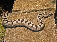 Description de l'image Viperidae - Vipera ammodytes transcaucasiana.JPG.