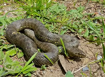 La Couleuvre vipérine verte et jaune