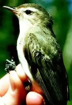 Description de l'image Vireo gilvus.jpg.