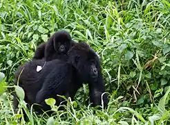 Gorille des montagnes, femelle et son petit.