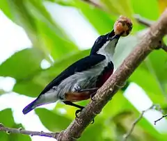 Description de l'image Visayan Flowerpecker (14390465650).jpg.