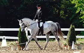 Cheval de sport hongrois gris en compétition de dressage