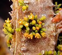 Floraison sur Euphorbia pillansii