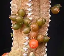 Développement du fruit sur Euphorbia pillansii