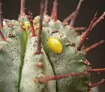 Après 1 jour sur Euphorbia horrida