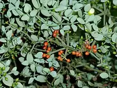 Viscum rotundifolium