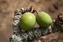 Fruits sur l'arbre