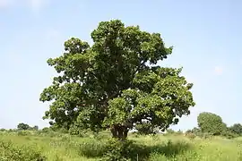 Port général de l'arbre