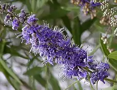 Inflorescence