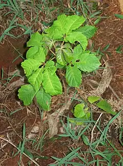 Description de l'image Vitex keniensis seedling, Kiangungi Environmental Network, Embu District, Kenya.jpg.