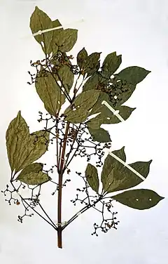 Vitex lokundjensis.