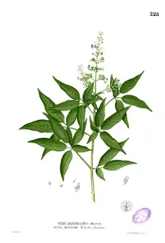 Description de l'image Vitex negundo Blanco1.228.png.