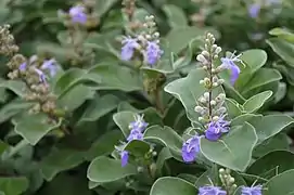 Vitex rotundifolia