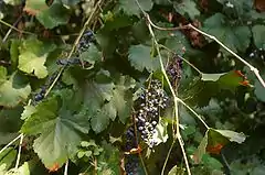 Description de l'image Vitis californica with grapes.jpg.