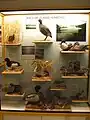 Section zoologie, oiseaux des zones humides