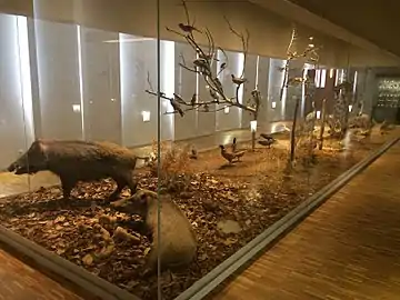 Vitrine avec scénographie de la faune régionale.