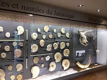 Vitrine de la géologie locale.