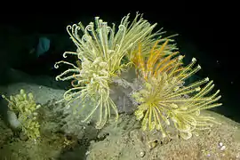 Crinometra brevipinna (jaune) et Neocomatella pulchella (orange), à 300 m.