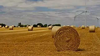 Champs de blé dans la Plaine