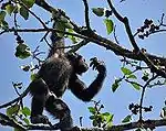Chimpanzé dans un arbre.