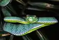 Trimeresurus vogeli dans le parc national de Khao Yai, Thaïlande