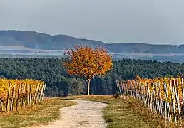 Vignobles près du château de Hallburg dans la région du Main. À l'arrière le Steigerwald. Octobre 2018.