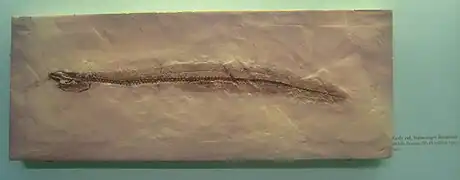 Voltaconger latispinus, une espèce fossile