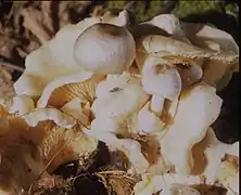 Jeunes Volvariella surrecta (Pennsylvanie, USA).