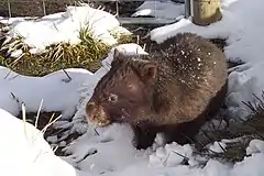 Un wombat dans la neige, Vombatus ursinus.