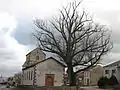 Le chêne devant l'église en janvier 2007.