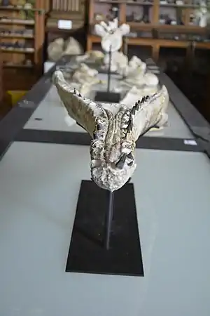 Mandibule du plésiosaure du tuffeau d'Anjou, Muséum d'Angers