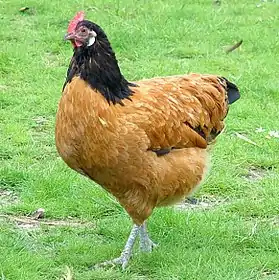 Poule vorwerk