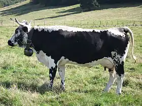 Vache au pâturage.