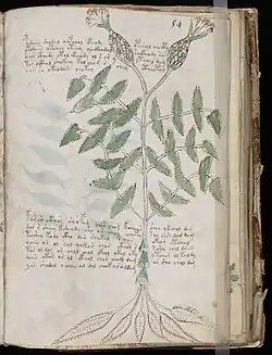 Image illustrative de l’article Manuscrit de Voynich