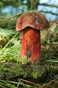 Description de l'image Vrbenské rybníky - Boletus mendax 01.jpg.