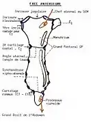 Vue antérieure du sternum.