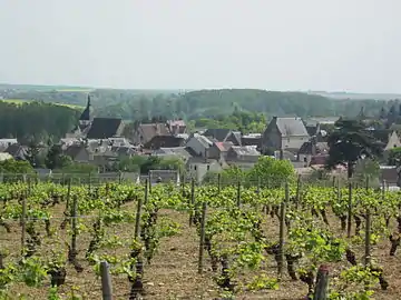 Le vignoble de Reuilly à Reuilly, en 2011.