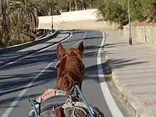 Vue arrière de la tête d'un cheval le long d'une route.