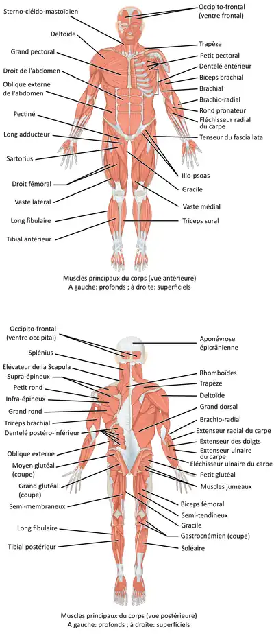 Vues antérieure et postérieure des muscles