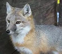 Portrait d'un Renard véloce à la robe grise.