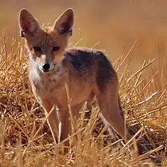 Description de l'image Vulpes vulpes Kurdistanica (cropped).jpg.