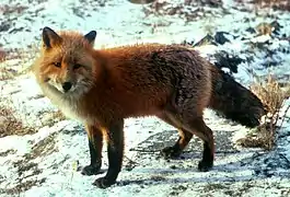 Vulpes vulpes (Canidae).