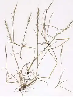 Description de l'image Vulpia myuros Herbar.jpg.