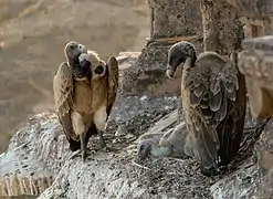 Vautours se prélassant dans leurs nid près d'Orchhâ.
