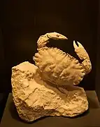 Fossile de Lobocarcinus sismondai