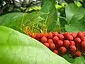 Jeunes fleurs de Combretum rotundifolium