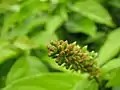 Jeune inflorescence de Combretum rotundifolium cultivé dans un Parc à Kolkata (Inde)