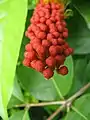 Boutons floraux de Combretum rotundifolium