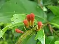 Boutons floraux de Combretum rotundifolium