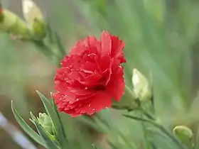 Dianthus caryophyllus ; fleurs que les enfants offrent aux parents lors de la fête des parents en Corée du Sud.